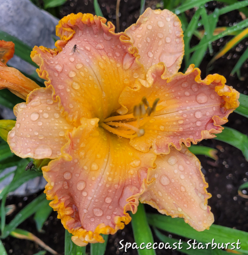 Spacecoast Starburst